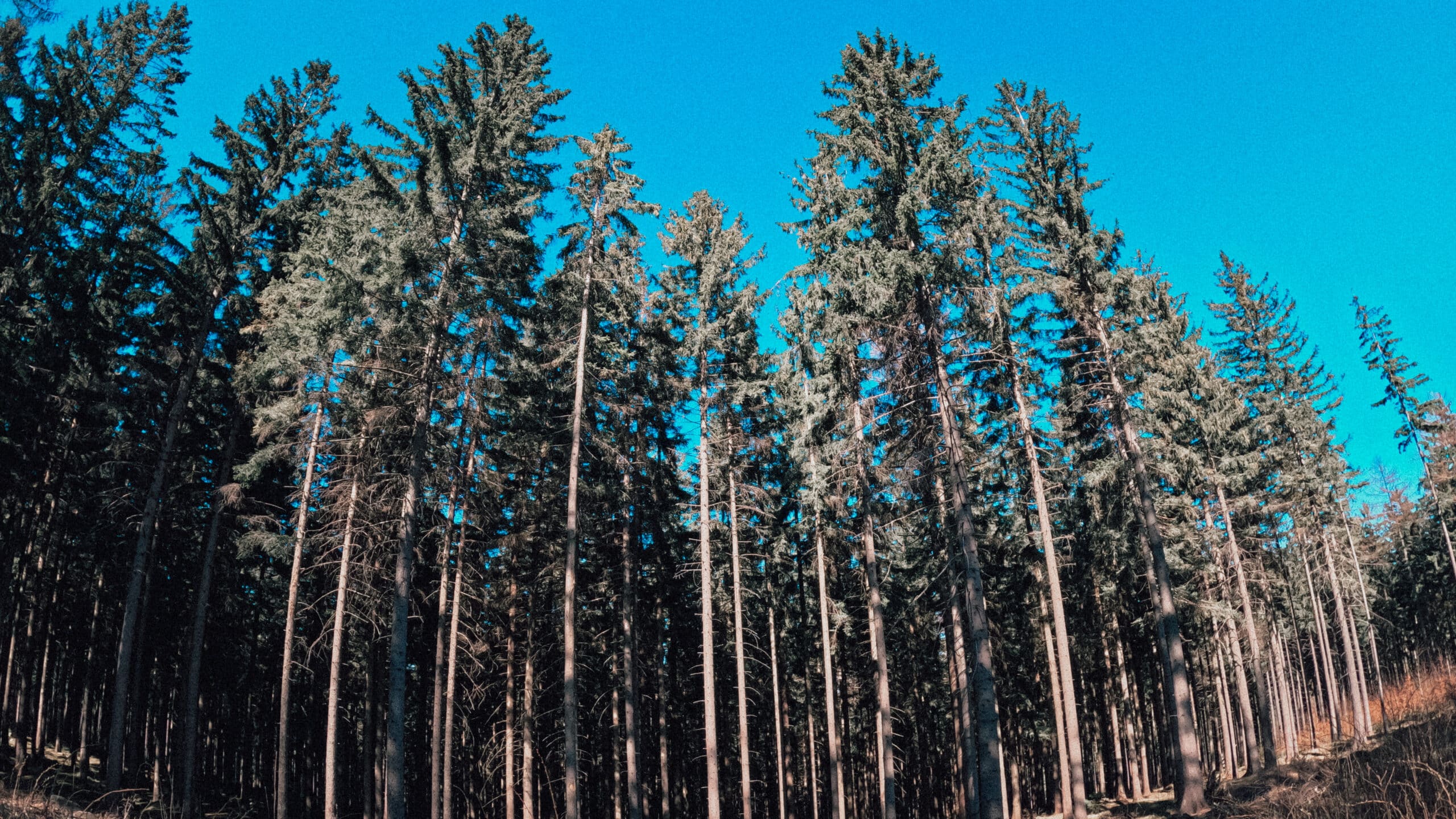 Brevet Bobry na Gravele 5 GPTempDownload 12 scaled